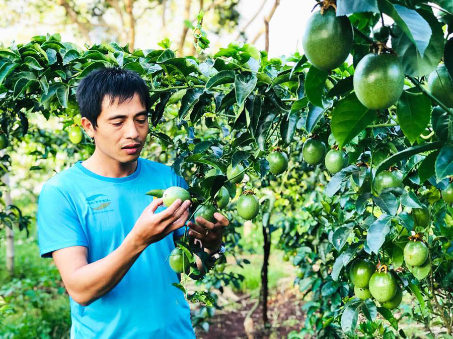 Anh Trần Đức Tiến (xã Đak Djrăng, huyện Mang Yang) trồng chanh dây theo hướng hữu cơ. Ảnh: Phan Lài  Anh Trần Đức Tiến (xã Đak Djrăng, huyện Mang Yang) trồng chanh dây theo hướng hữu cơ. Ảnh: Phan Lài