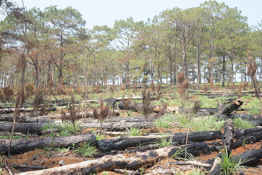 Một khóm thông bị chết cháy dọc QL14. Ảnh: Thanh Quân