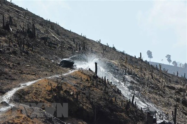 Khung cảnh trơ trọi tại lâm phần Công ty cổ phần Tập đoàn Tân Mai Chi nhánh Đắk Lắk quản lý. Ảnh: Tuấn Anh/TTXVN