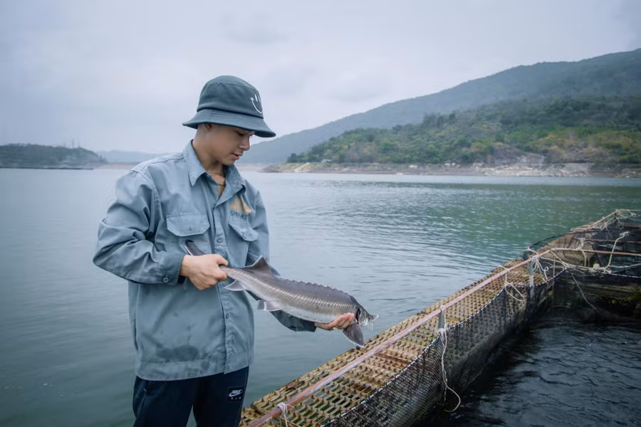 Có nhiều giống cá tầm khác nhau đang được nuôi trên mặt hồ thủy điện buôn Tua Srah như: Beluga, Ruthenus, Sterlet... Trong đó, giá trị nhất có thể kể đến giống cá tầm Beluga, phải đến 20 năm mới đẻ trứng cho giá trị cao.