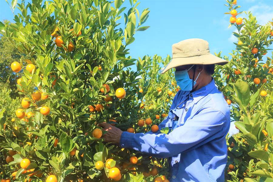 Ông Triệu Văn Dặm chăm sóc vườn quất Tết. Ảnh: Lê Hòa