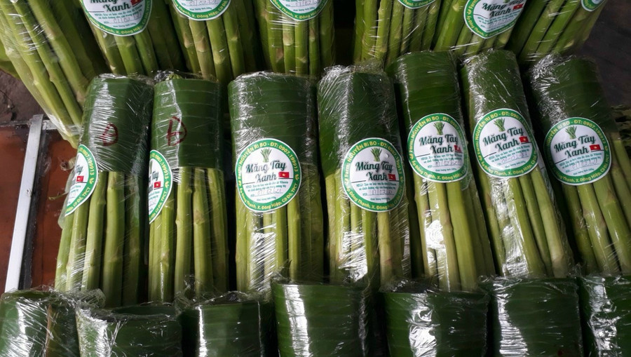 Mỗi ngày, anh Bo thu hoạch được gần 50 kg măng tây xanh. Ảnh: Duy Tân