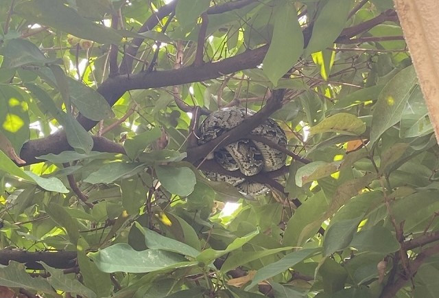 Con trăn đất được phát hiện trong đường nội bộ sân bay Đà Nẵng