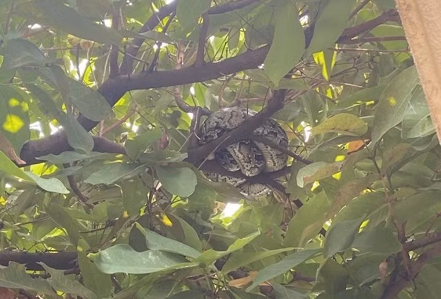 Con trăn đất được phát hiện trong đường nội bộ sân bay Đà Nẵng