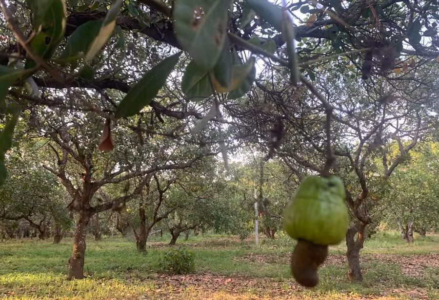 Không chỉ mất mùa, năm nay hạt điều còn kém chất lượng, hạt hư hỏng rất nhiều. Ảnh: Duy Hậu