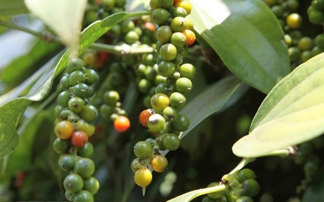 Giá tiêu liên tục tăng cao từ đầu năm đến nay Giá tiêu liên tục tăng cao từ đầu năm đến nay