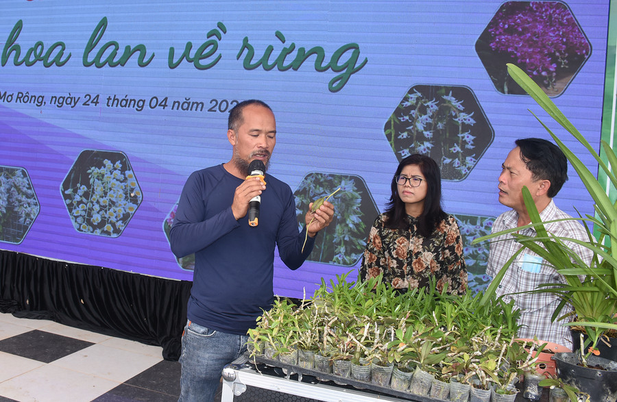  Tại chương trình, Hội Hoa lan Việt Nam huy động những giống lan quý như Giã hạc Đăk Glei, lan Kiếm, Trầm… của 8 hội thành viên trong cả nước tặng huyện Tu Mơ Rông để đưa về rừng. Ảnh: VP