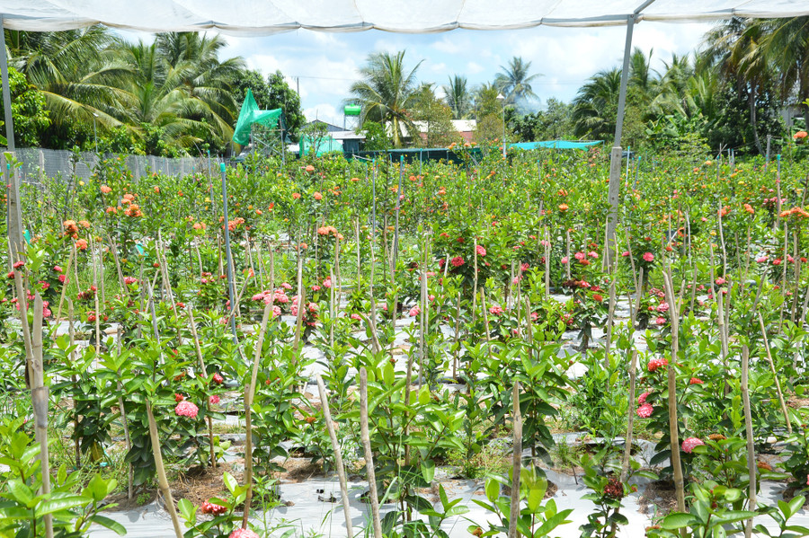 Vườn ươm hơn 30 loại cây bông trang, trong đó dòng bông trang đột biến có giá trị cao. Ảnh: T.L
