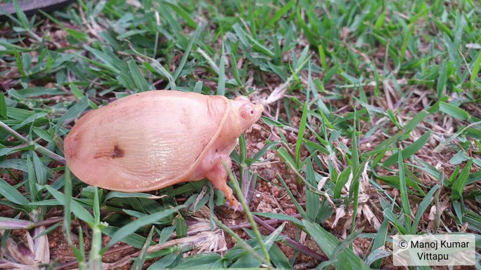 Chú rùa hiếm nổi bật trên bãi cỏ. Ảnh: Manoj Kumar Vittapu Chú rùa hiếm nổi bật trên bãi cỏ. Ảnh: Manoj Kumar Vittapu