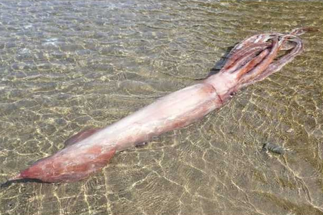 Mực vua khổng lồ còn sống dạt vào bờ biển gây xôn xao dư luận.