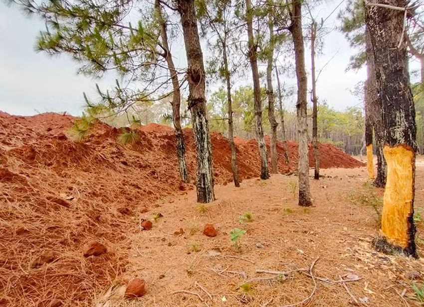 Bãi thải đất trái phép uy hiếp rừng thông. Ảnh: LK