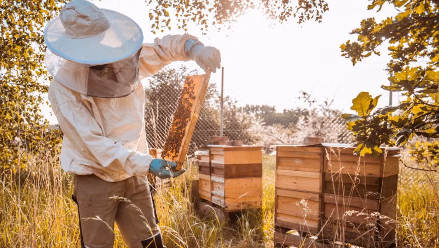 Mỹ giảm thuế xuống 7 lần cho mật ong Việt Nam Mỹ giảm thuế xuống 7 lần cho mật ong Việt Nam