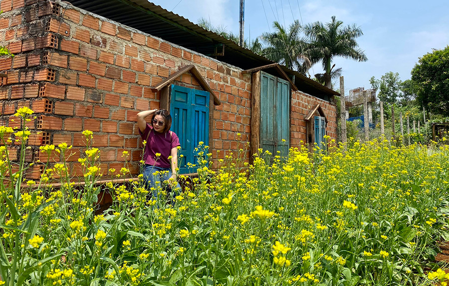 ườn hoa caỉ vàng rực trong Vườn Ông Ngoại. Ảnh Hà Duy 