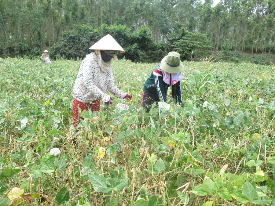 Mí Vũ, xã Vĩnh Thuận, huyện Vĩnh Thạnh (tỉnh Bình Định, bên phải) đang thu hoạch đậu đen. Mí Vũ, xã Vĩnh Thuận, huyện Vĩnh Thạnh (tỉnh Bình Định, bên phải) đang thu hoạch đậu đen.