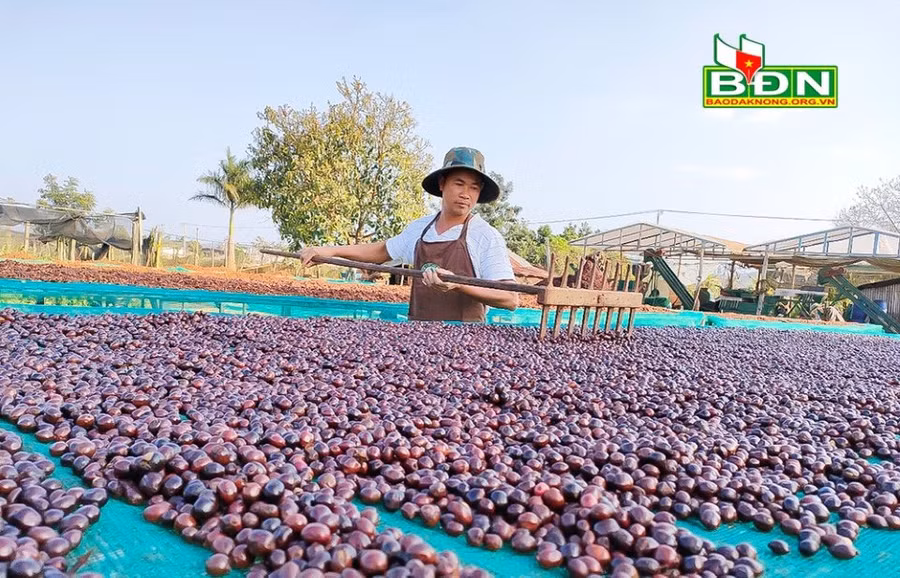 Nhiều hộ dân ở huyện Đắk Mil (tỉnh Đắk Nông) đã sản xuất cà phê theo hướng chất lượng cao.