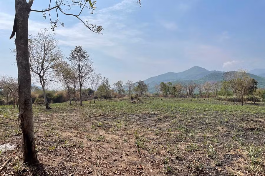 Nhiều khoảnh rừng căm xe ở xã Ninh Tây (TX.Ninh Hòa, Khánh Hòa) bị xóa sổ để lấy đất trồng mía.Ảnh: Hiền Lương