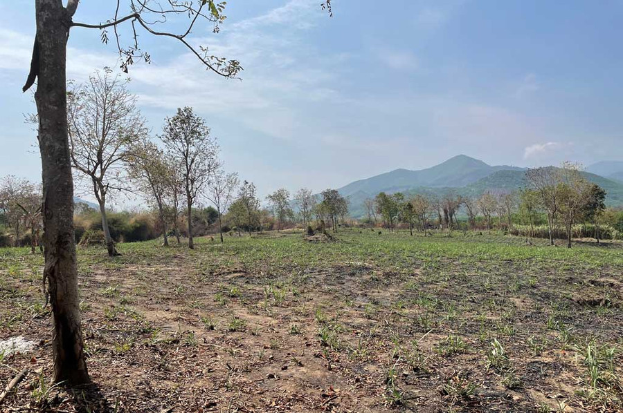 Nhiều khoảnh rừng căm xe ở xã Ninh Tây (TX.Ninh Hòa, Khánh Hòa) bị xóa sổ để lấy đất trồng mía.Ảnh: Hiền Lương Nhiều khoảnh rừng căm xe ở xã Ninh Tây (TX.Ninh Hòa, Khánh Hòa) bị xóa sổ để lấy đất trồng mía.Ảnh: Hiền Lương