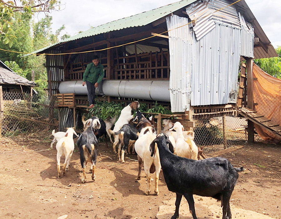 Huyện Chư Prông hỗ trợ hộ nghèo nuôi dê góp phần giảm nghèo bền vững- ẢnhĐinh Yến