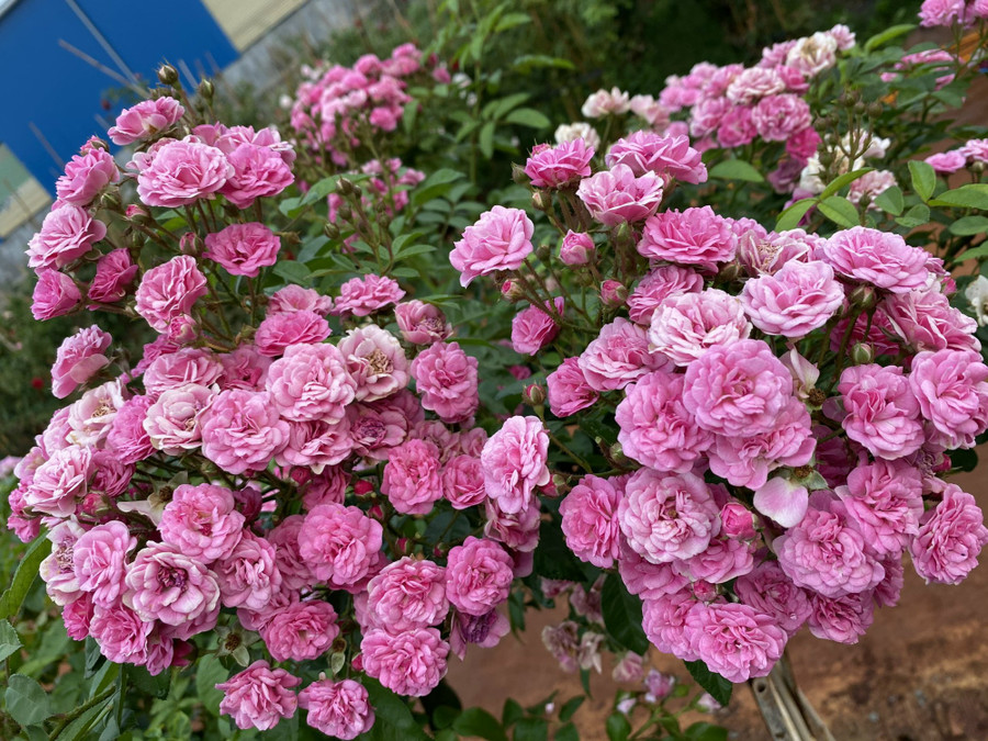 Hoa hồng được Việt Anh chọn mua từ các nhà vườn ở khắp các tỉnh thành và nhập từ nước ngoài. Ảnh: NVCC Hoa hồng được Việt Anh chọn mua từ các nhà vườn ở khắp các tỉnh thành và nhập từ nước ngoài. Ảnh: NVCC