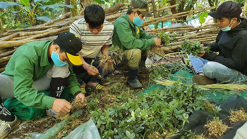 Công nhân Công ty cổ phần Sâm Ngọc Linh Kon Tum chuẩn bị cây sâm giống để đem đi trồng.  Công nhân Công ty cổ phần Sâm Ngọc Linh Kon Tum chuẩn bị cây sâm giống để đem đi trồng.