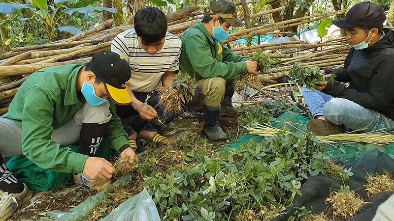  Công nhân Công ty cổ phần Sâm Ngọc Linh Kon Tum chuẩn bị cây sâm giống để đem đi trồng.