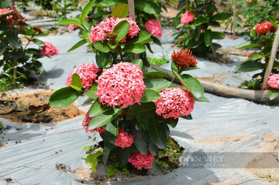 Ngoài bông trang đột biến, vườn ươm của anh Thạnh còn nhiều loại khác được thị trường ưa chuộng. Ảnh: T.L