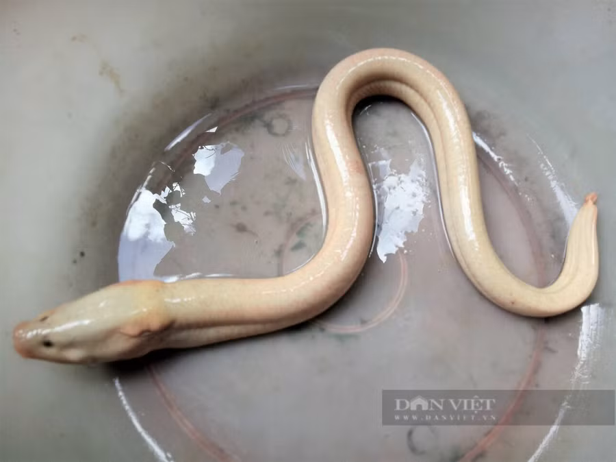  Con lươn đồng màu trắng sữa lạ mắt. Ảnh: CTV.