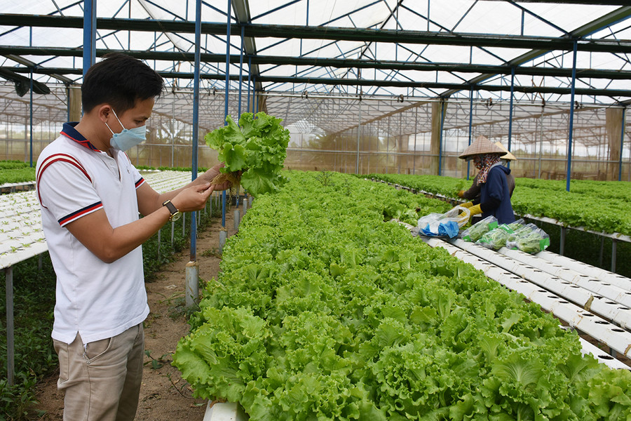 Mô hình trồng rau thủy canh của Công ty TNHH một thành viên Hương Đất An Phú (TP. Pleiku) cho hiệu quả kinh tế cao. Ảnh: Lê Nam Mô hình trồng rau thủy canh của Công ty TNHH một thành viên Hương Đất An Phú (TP. Pleiku) cho hiệu quả kinh tế cao. Ảnh: Lê Nam