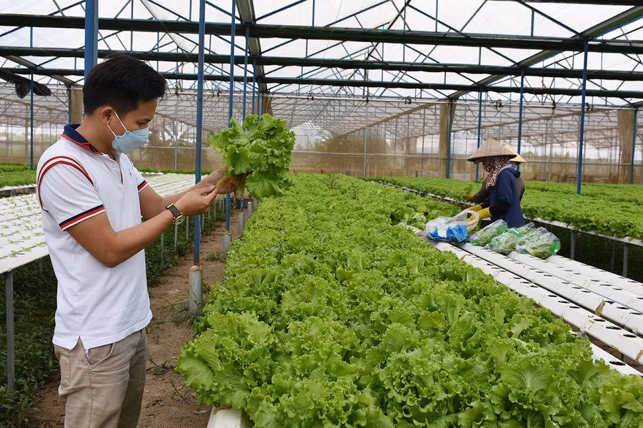 Mô hình trồng rau thủy canh của Công ty TNHH một thành viên Hương Đất An Phú (TP. Pleiku) cho hiệu quả kinh tế cao. Ảnh: Lê Nam Mô hình trồng rau thủy canh của Công ty TNHH một thành viên Hương Đất An Phú (TP. Pleiku) cho hiệu quả kinh tế cao. Ảnh: Lê Nam