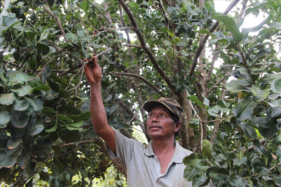 Huyện Tuy Đức được xem là thủ phủ của cây mắc ca với diện tích khoảng 1.500ha. Ảnh: Phan Tuấn