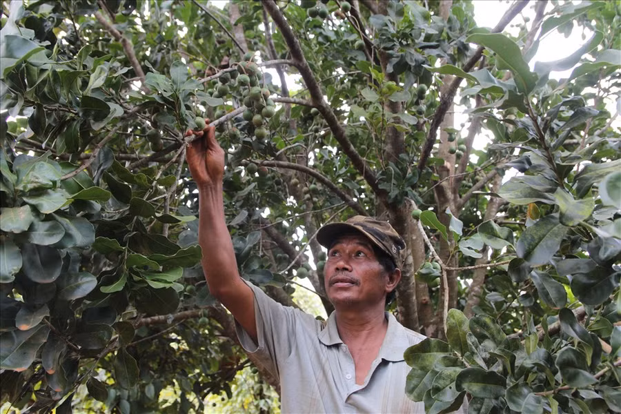 Huyện Tuy Đức được xem là thủ phủ của cây mắc ca với diện tích khoảng 1.500ha. Ảnh: Phan Tuấn