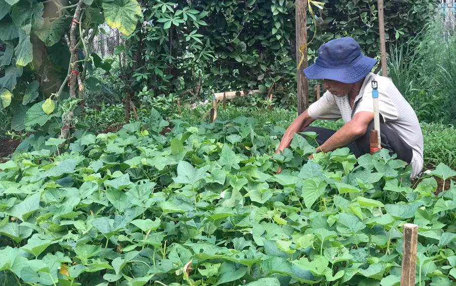 Người dân (tổ 5, phường Yên Thế, TP. Pleiku) chăm sóc vườn rau. Ảnh: Mai Ka