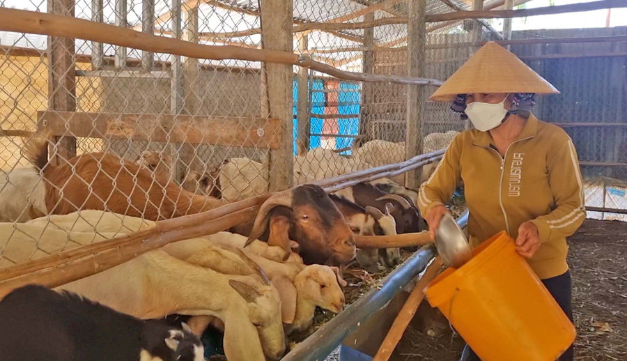 Chị Ngô Thị Duyên (thôn Đoàn Kết, xã Ayun) chăm sóc đàn dê của gia đình. Ảnh: Hà Phương