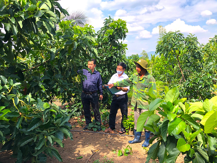 Cựu chiến binh thị trấn Kông Chro chia sẻ kinh nghiệm trồng cây ăn quả. Ảnh: Ngọc Minh Cựu chiến binh thị trấn Kông Chro chia sẻ kinh nghiệm trồng cây ăn quả. Ảnh: Ngọc Minh