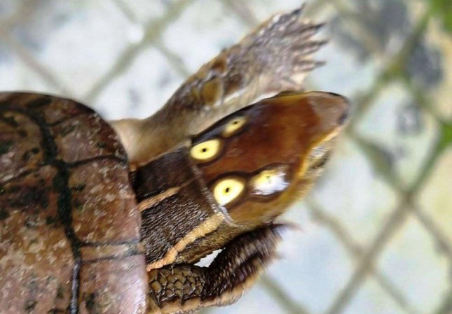 Cận cảnh chú rùa có 4 mắt cực hiếm