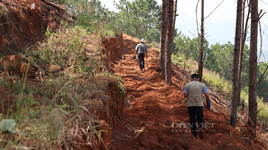 Các đối tượng phá rừng chủ yếu để lấn chiếm đất lâm nghiệp. Ảnh: Văn Long