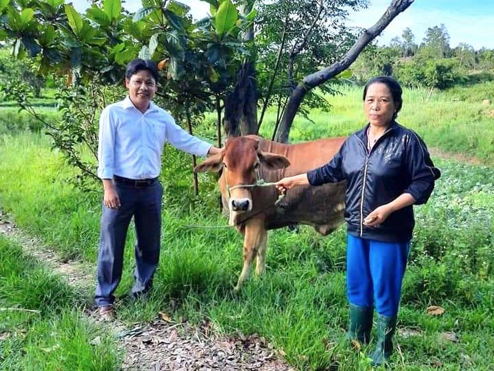 Nhiều hộ nghèo trên địa bàn thị xã An Khê được tặng bò, phát triển chăn nuôi. Ảnh: Ngọc Minh