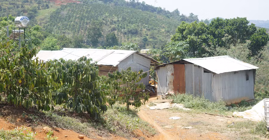 Nhiều hộ dân đã xây dựng nhà cửa và trồng cây lâu năm trên đất ở H.Đắk Glong cấp sai cho ông Nguyễn Thanh Sơn Ảnh: Thanh Quân 