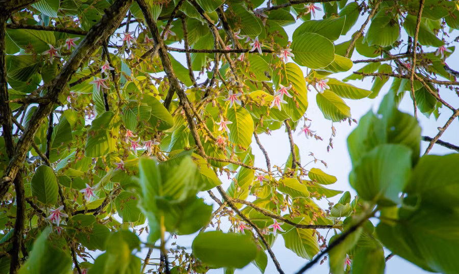  Mãn nhãn trước vẻ đẹp của những bông hoa nở rộ trong tháng ba.