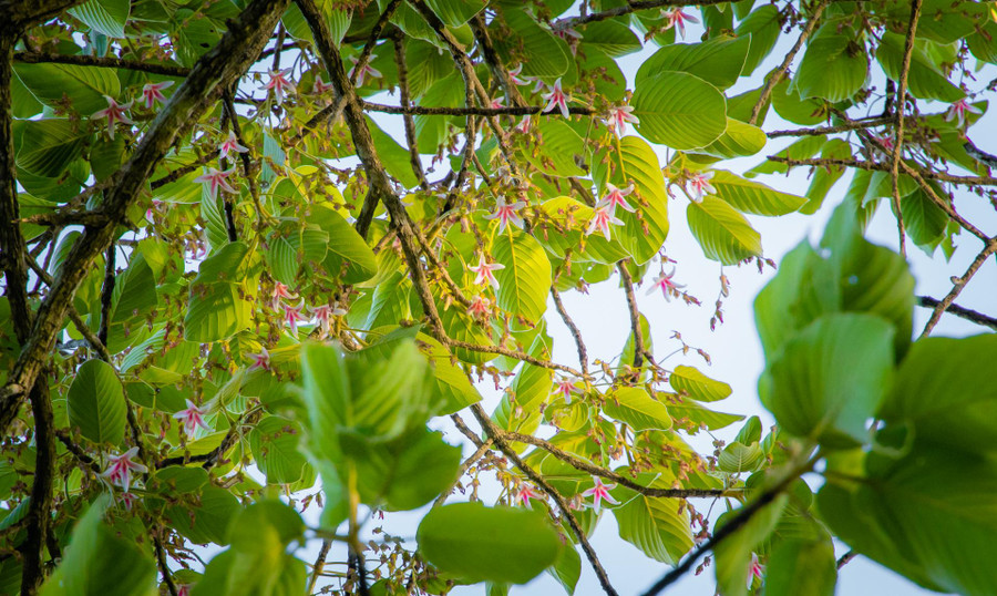  Mãn nhãn trước vẻ đẹp của những bông hoa nở rộ trong tháng ba.