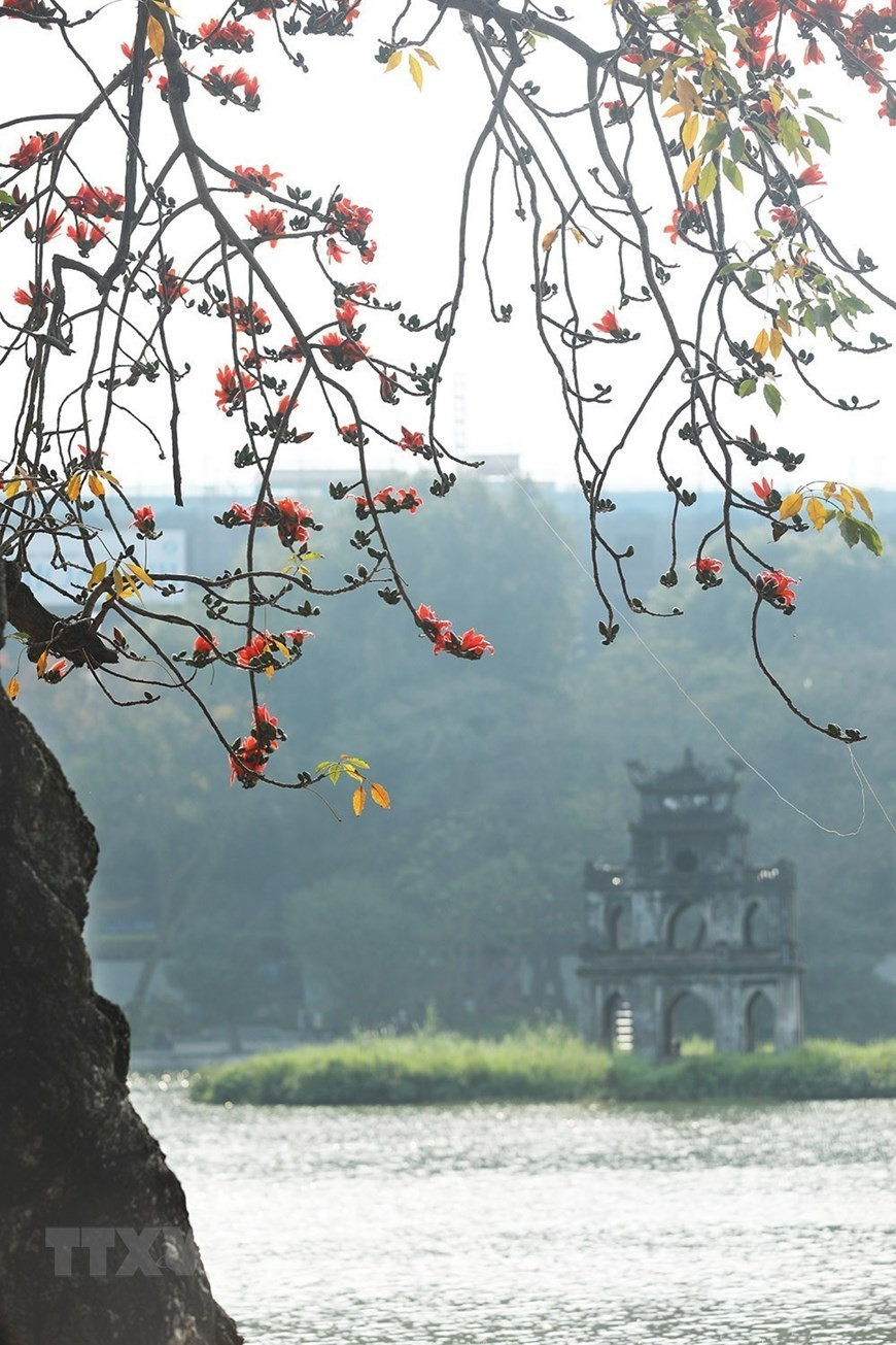 Hoa gạo xuất hiện cũng là thời khắc báo hiệu những ngày rét chuẩn bị đi qua và mùa Hè đang tới. Ảnh: Phạm Hậu/TTXVN