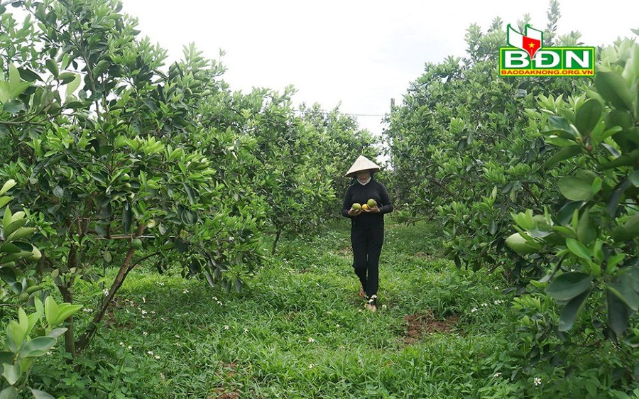 Vườn cây ăn trái để cỏ phát triển tự nhiên nhằm giữ cho đất phì nhiêu, tươi xốp