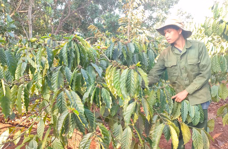 Anh Puih Glol luôn gương mẫu trong phát triển kinh tế gia đình để ĐVTN học tập làm theo. Ảnh: Nhật Hào
