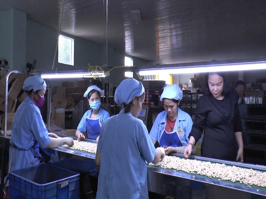 Qúy I/2022 giá điều xuống thấp và việc xuất khẩu cũng gặp nhiều khó khăn, tình hình tiêu thụ chậm hơn cùng kỳ năm trước. Ảnh: Phan Tuấn