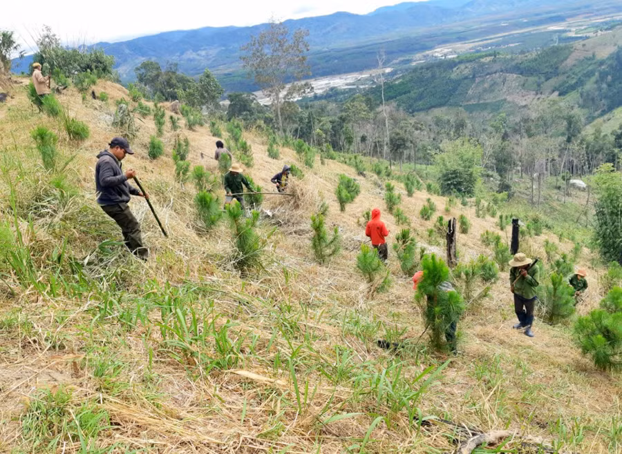 Tất cả các khâu từ trồng đến quản lý, chăm sóc và bảo vệ diện tích rừng trồng thay thế được Ban Quản lý rừng phòng hộ Mang Yang khoán cho các nhóm hộ có kinh nghiệm thực hiện. Ảnh: Minh Phương