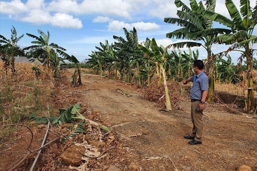 Thời gian qua, lực lượng chức năng TP.Buôn Ma Thuột liên tục phát hiện nhiều trường hợp phân lô, bán nền, xây nhà trái phép ở xã Cư Êbur. Ảnh: Bảo Trung