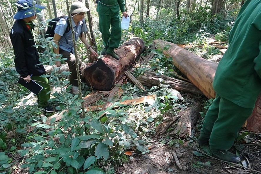 Rừng ở Đắk Lắk nói riêng và khu vực Tây Nguyên vẫn đang bị lâm tặc tàn phá, xẻ thịt. Ảnh: B.T Rừng ở Đắk Lắk nói riêng và khu vực Tây Nguyên vẫn đang bị lâm tặc tàn phá, xẻ thịt. Ảnh: B.T