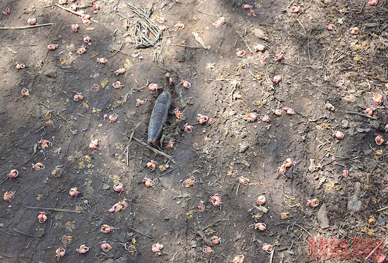  Hoa và trái ô môi rụng dưới sân nhà ở huyện Tháp Mười, Đồng Tháp. 