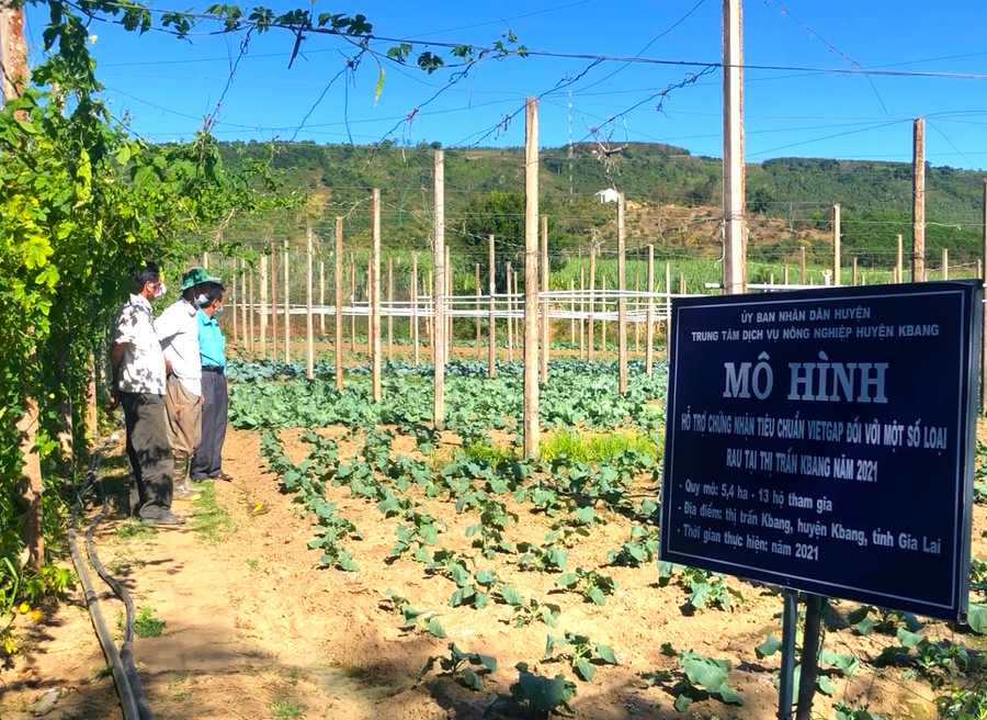 Năm 2021, thực hiện đề án hỗ trợ chứng nhận tiêu chuẩn VietGAP ngành nông nghiệp đã hướng dẫn 36 hộ dân trồng cây ăn quả, rau, củ, quả áp dụng quy trình sản xuất theo tiêu chuẩn VietGAP. Ảnh: Ngọc Minh