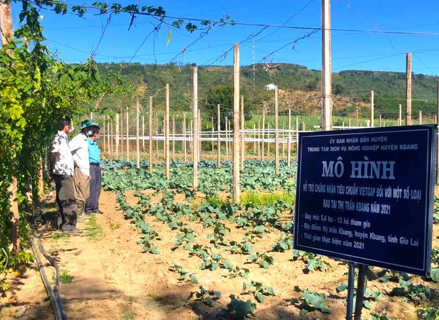 Năm 2021, thực hiện đề án hỗ trợ chứng nhận tiêu chuẩn VietGAP ngành nông nghiệp đã hướng dẫn 36 hộ dân trồng cây ăn quả, rau, củ, quả áp dụng quy trình sản xuất theo tiêu chuẩn VietGAP. Ảnh: Ngọc Minh